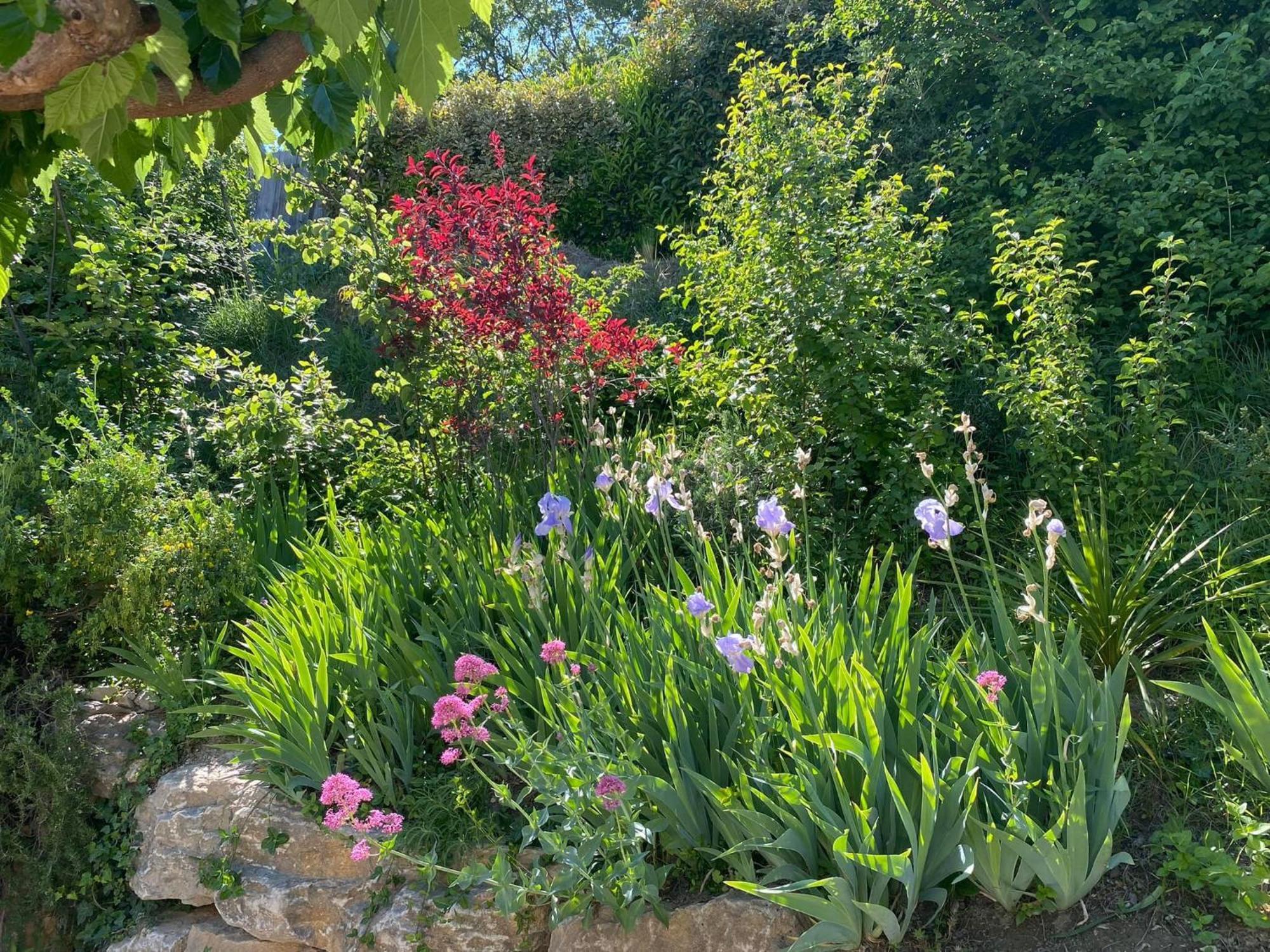 Le Jardin De Lau Villa Aubignan Exterior photo